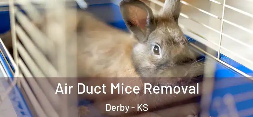  Air Duct Mice Removal Derby - KS